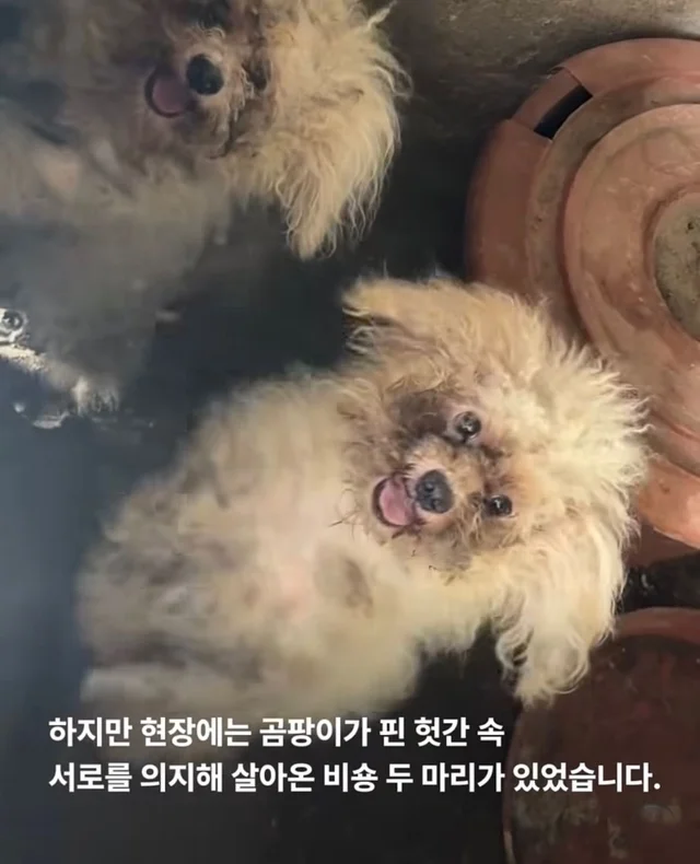 혹시나 했는데 역시나였습니다. 현장 사진