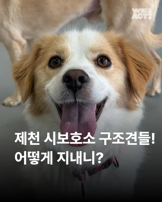 제천 시보호소 구조견들! 어떻게 지내니? #세이버즈프.. 현장 사진