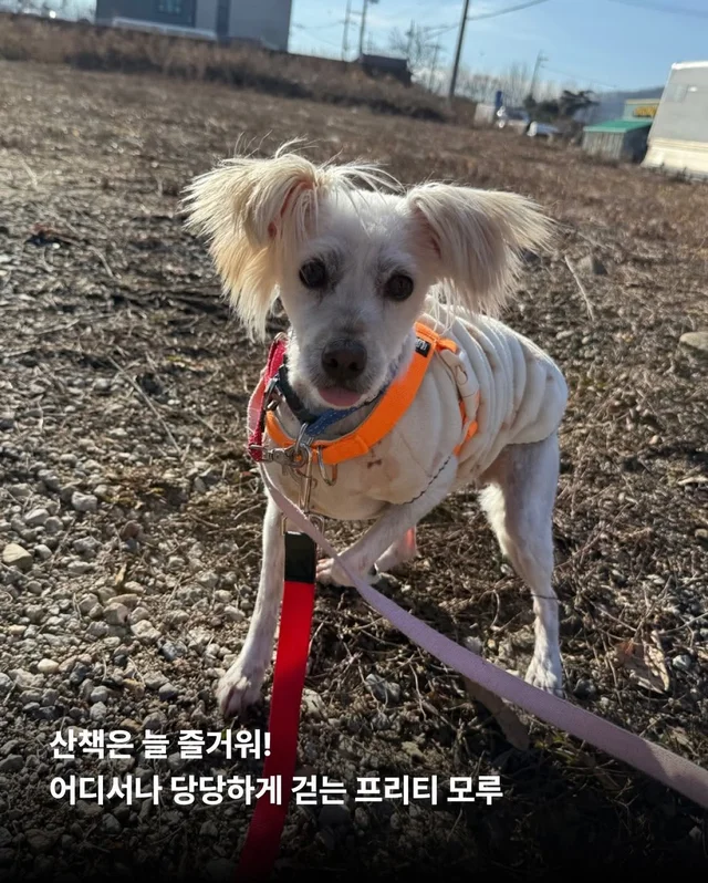 제천 시보호소 구조견들! 어떻게 지내니? #세이버즈프.. 현장 사진
