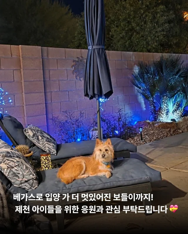 제천 시보호소 구조견들! 어떻게 지내니? #세이버즈프.. 현장 사진