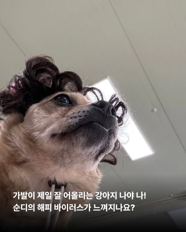 제천 시보호소 구조견들! 어떻게 지내니? #세이버즈프.. 현장 사진
