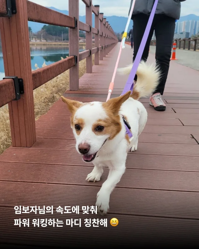 제천 시보호소 구조견들! 어떻게 지내니? #세이버즈프.. 현장 사진