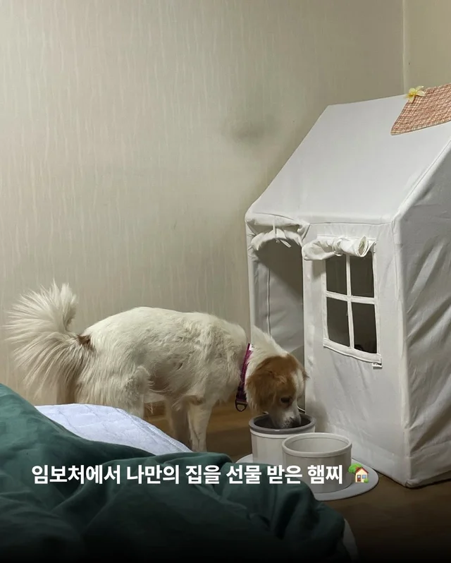 제천 시보호소 구조견들! 어떻게 지내니? #세이버즈프.. 현장 사진