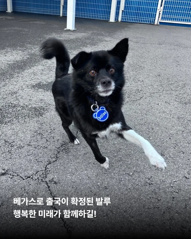 제천 시보호소 구조견들! 어떻게 지내니? #세이버즈프.. 현장 사진