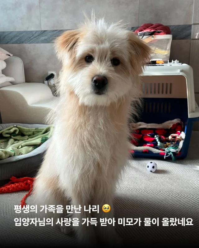제천 시보호소 구조견들! 어떻게 지내니? #세이버즈프.. 현장 사진