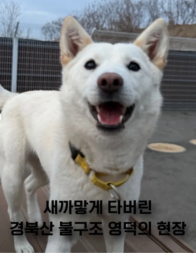 새까맣게 타버린 경북산 불구조 영덕 현장 현장 사진