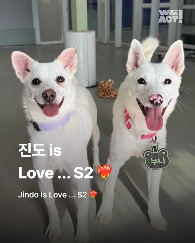 진도is 러브 현장 사진