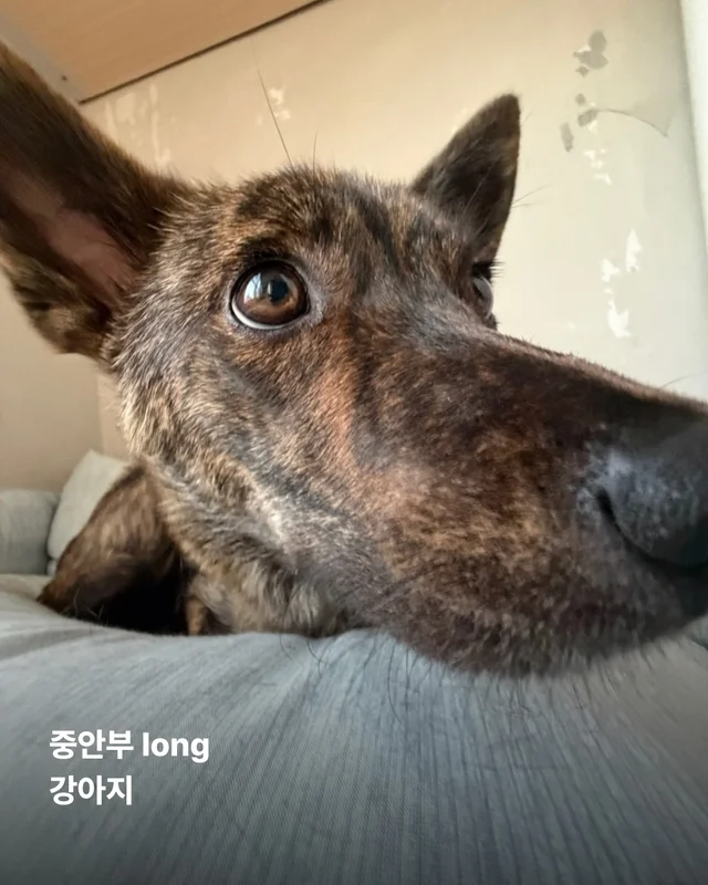 진도is 러브 현장 사진