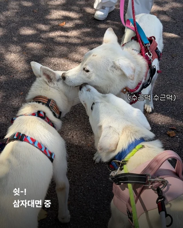 진도is 러브 현장 사진