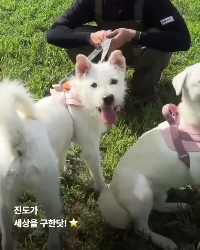진도is 러브 현장 사진