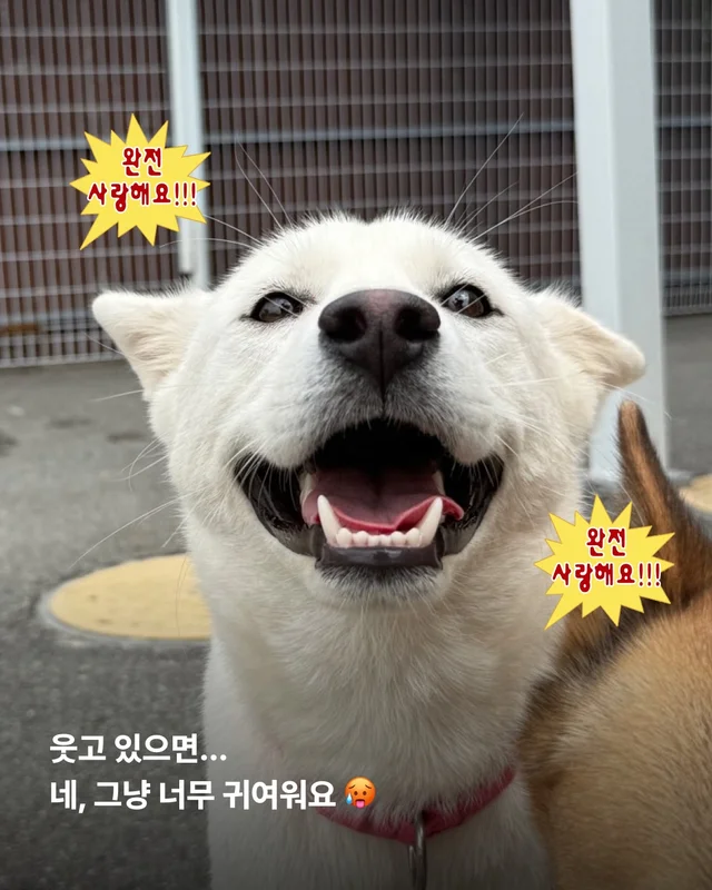 진도is 러브 현장 사진