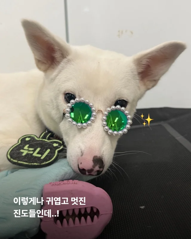 진도is 러브 현장 사진