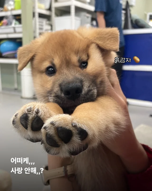 진도is 러브 현장 사진