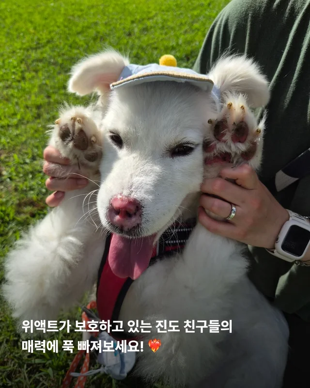 진도is 러브 현장 사진