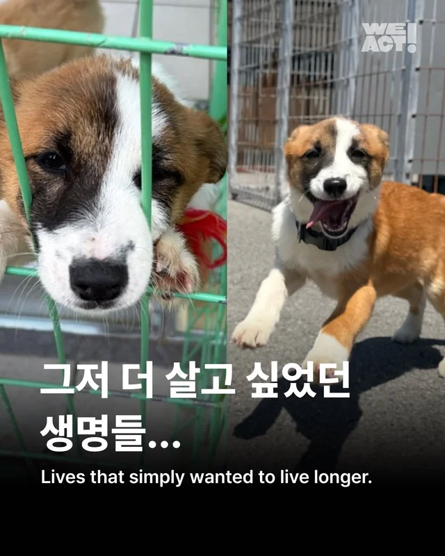 그저 더 살고싶었던 생명들 현장 사진