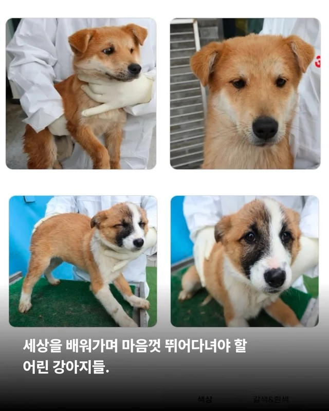 그저 더 살고싶었던 생명들 현장 사진