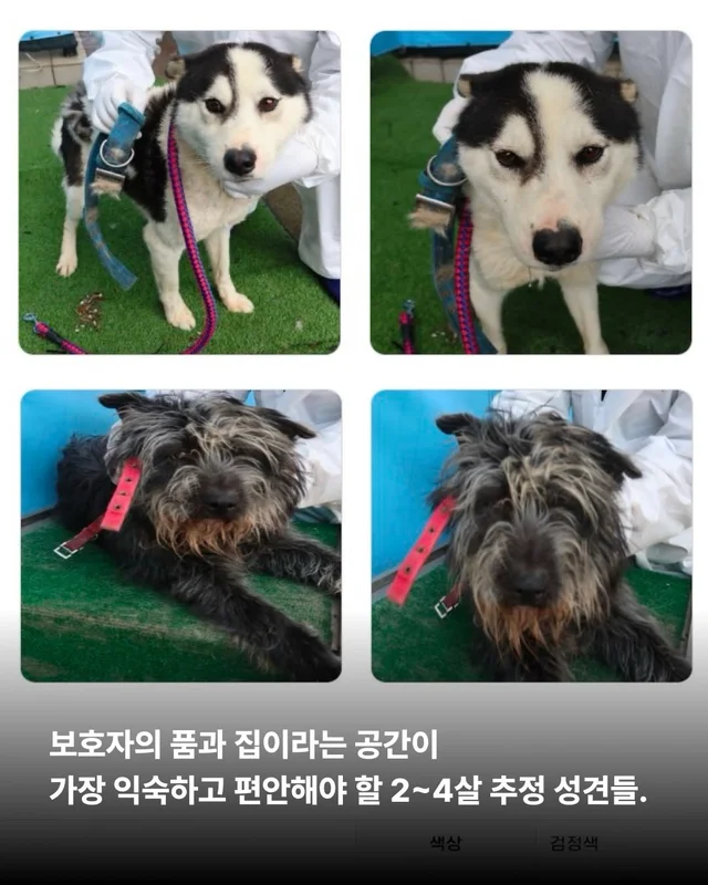 그저 더 살고싶었던 생명들 현장 사진
