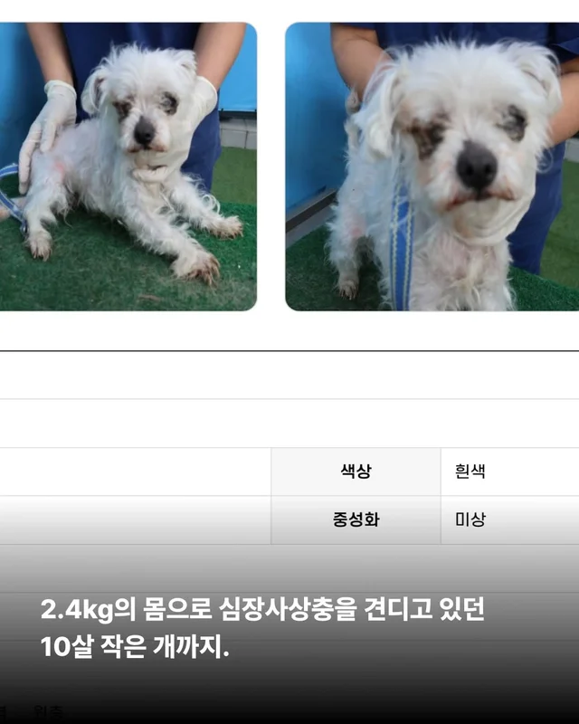 그저 더 살고싶었던 생명들 현장 사진