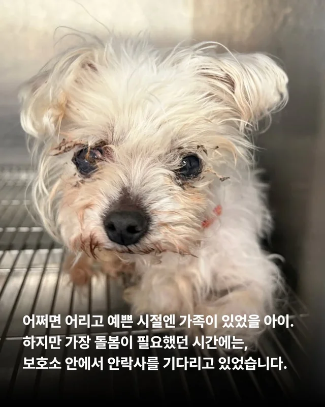 그저 더 살고싶었던 생명들 현장 사진