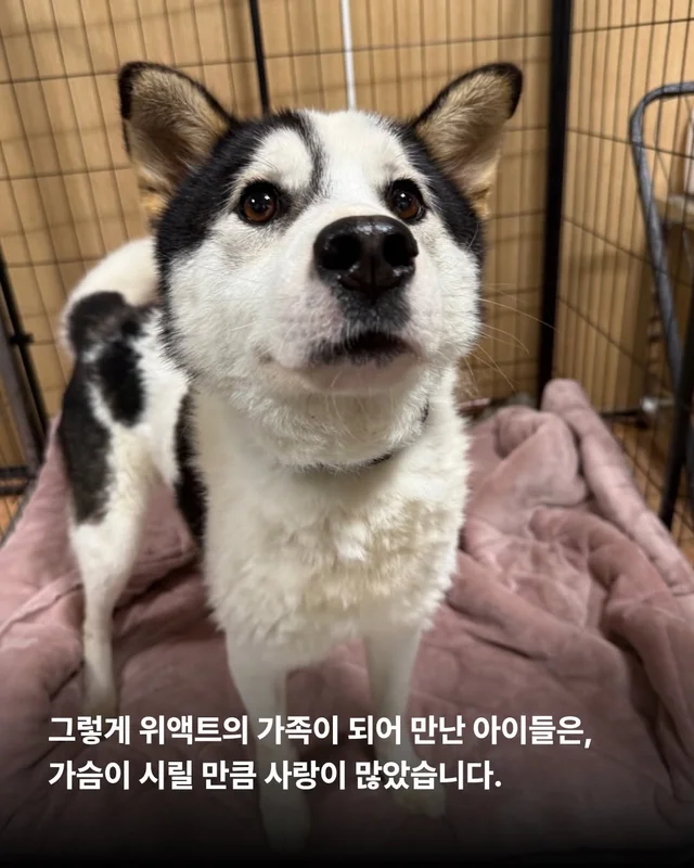 그저 더 살고싶었던 생명들 현장 사진
