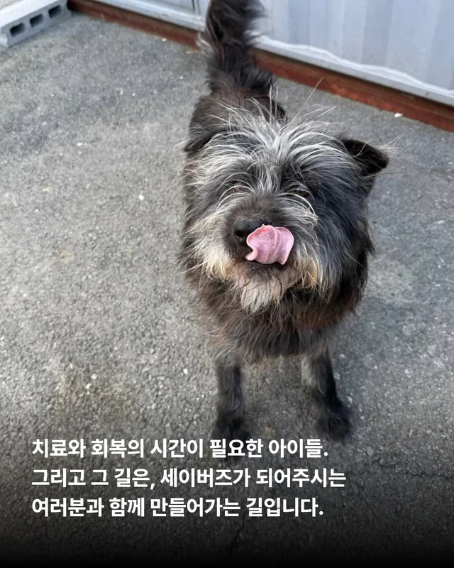 그저 더 살고싶었던 생명들 현장 사진