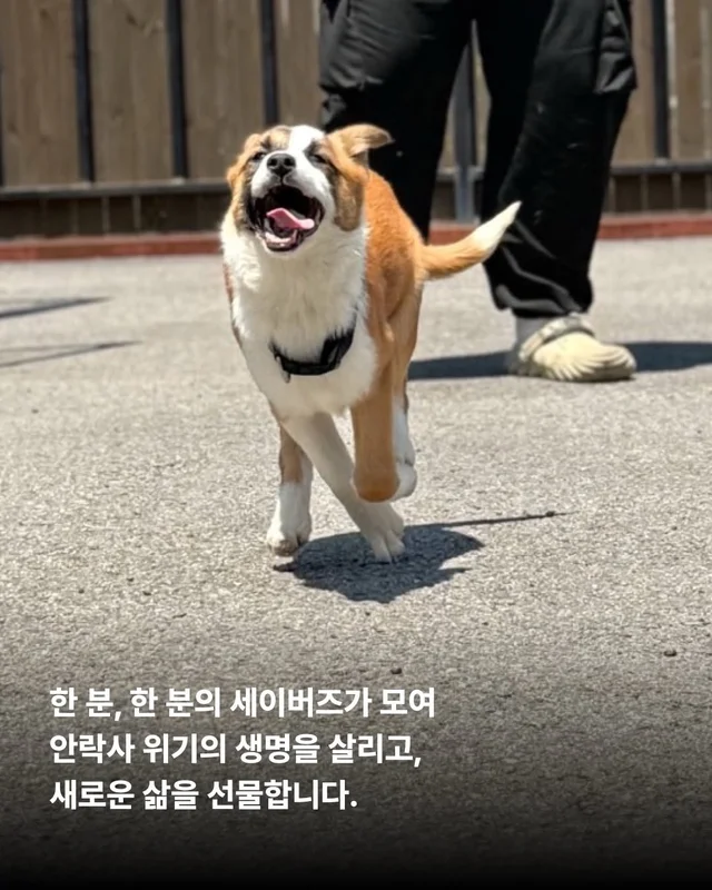 그저 더 살고싶었던 생명들 현장 사진