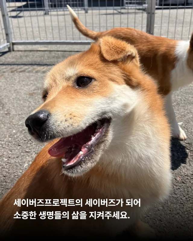 그저 더 살고싶었던 생명들 현장 사진
