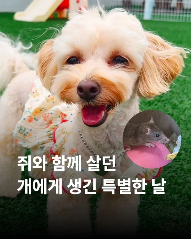 쥐와 함께 살던 개에게 생긴 특별한 날 현장 사진