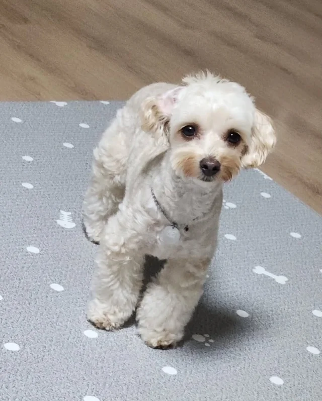 쥐와 함께 살던 개에게 생긴 특별한 날 현장 사진