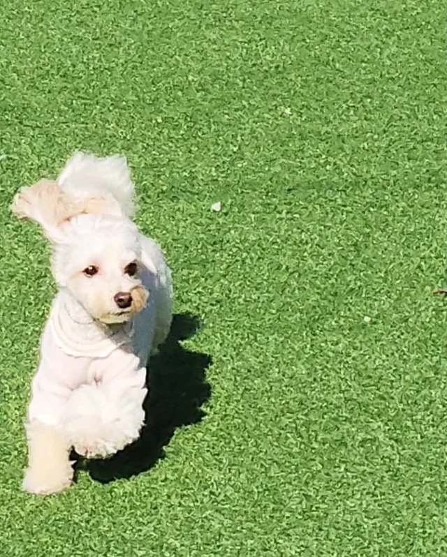 쥐와 함께 살던 개에게 생긴 특별한 날 현장 사진