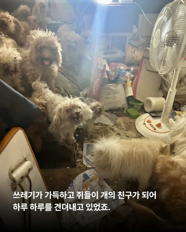 쥐와 함께 살던 개에게 생긴 특별한 날 현장 사진