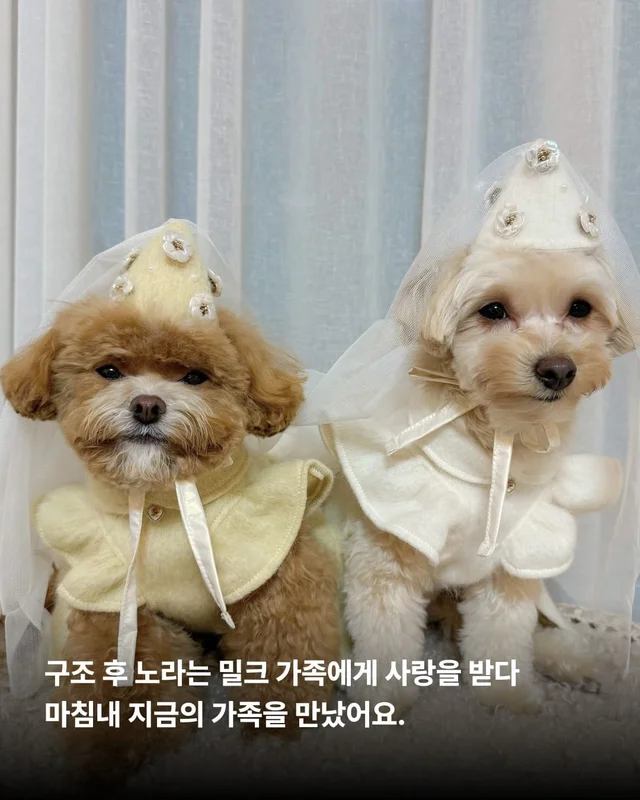 쥐와 함께 살던 개에게 생긴 특별한 날 현장 사진