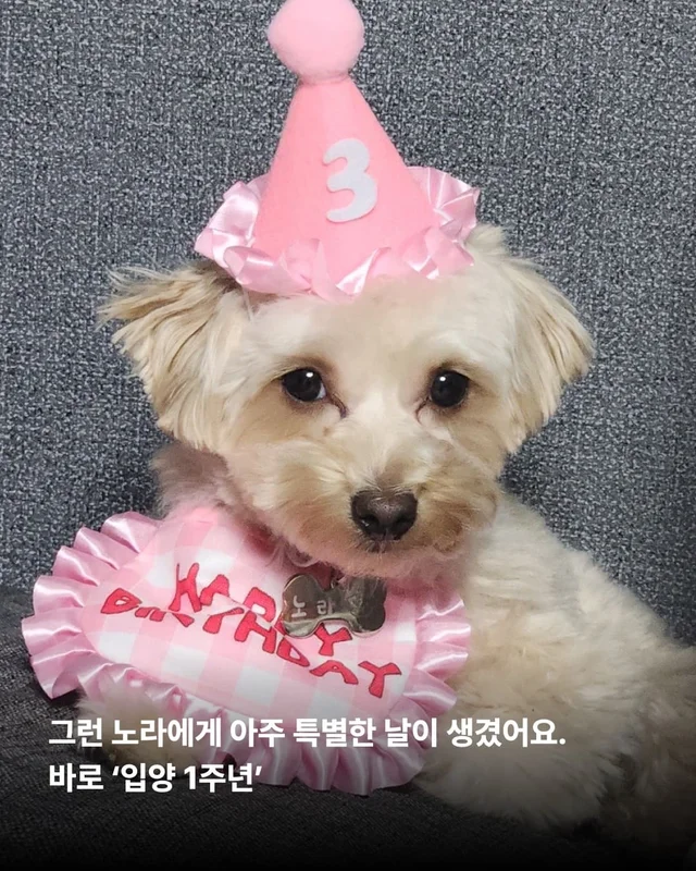 쥐와 함께 살던 개에게 생긴 특별한 날 현장 사진