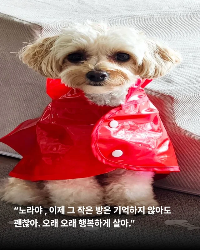 쥐와 함께 살던 개에게 생긴 특별한 날 현장 사진