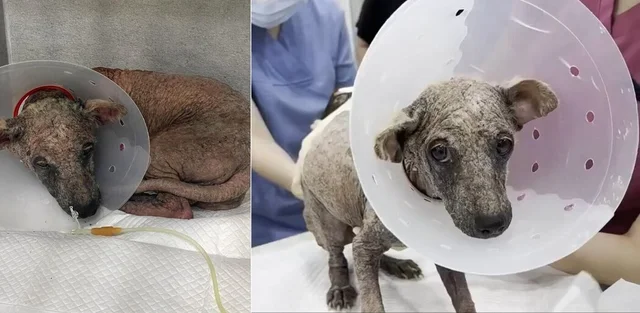 "재개발 지역 화석인 줄"…심한 피부병 앓다 구조된 .. 보도 사진