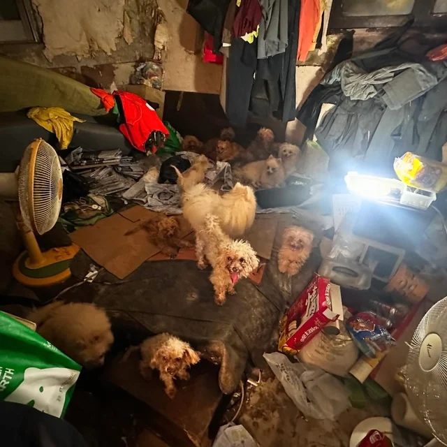 부산 애니멀 호더 현장 사진
