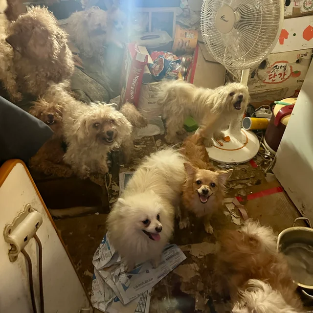 부산 애니멀 호더 현장 사진