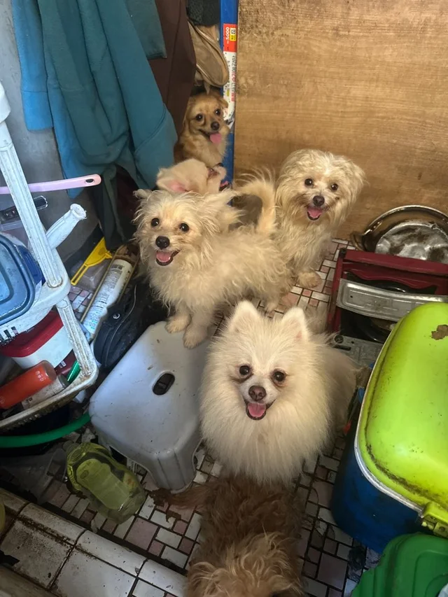 부산 애니멀 호더 현장 사진
