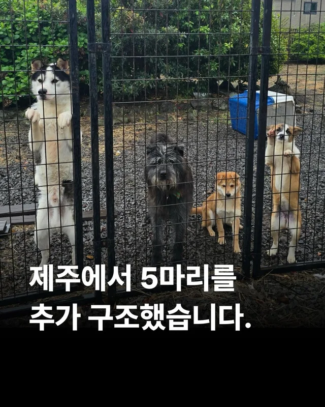 세이버즈프로젝트 제주시보호소 현장 사진