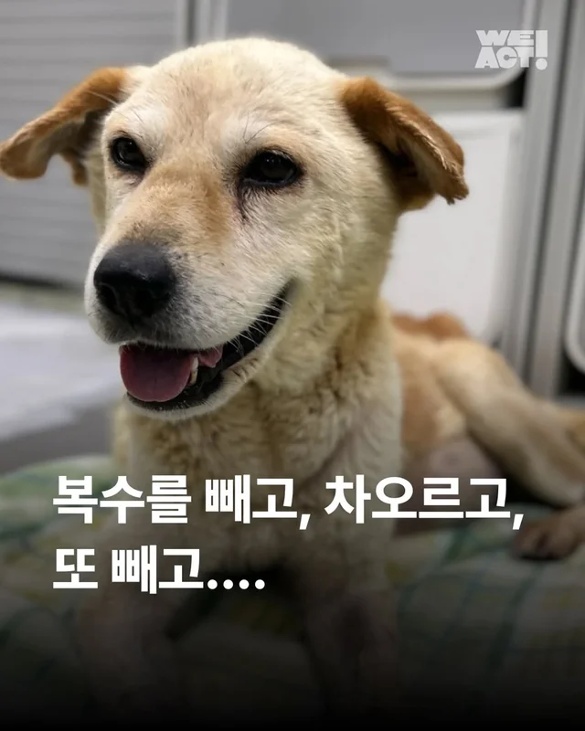 복수를 빼고, 차오르고, 또 빼고... #위액트영지 현장 사진