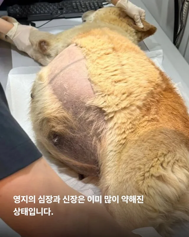 복수를 빼고, 차오르고, 또 빼고... #위액트영지 현장 사진