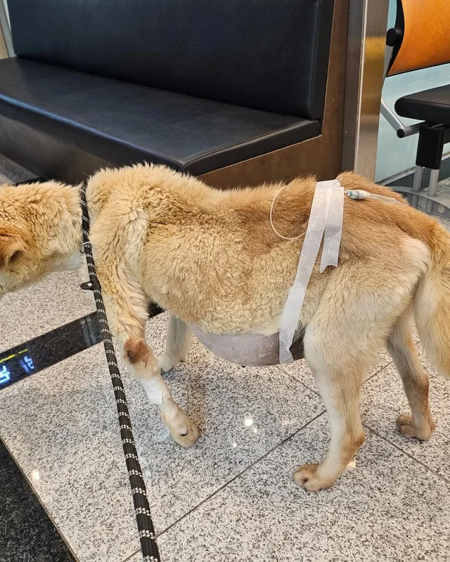 복수를 빼고, 차오르고, 또 빼고... #위액트영지 현장 사진
