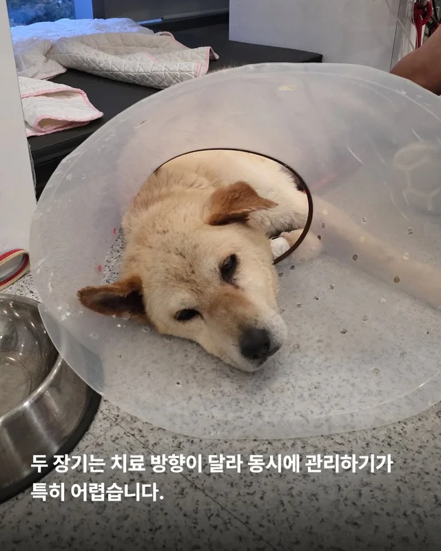 복수를 빼고, 차오르고, 또 빼고... #위액트영지 현장 사진