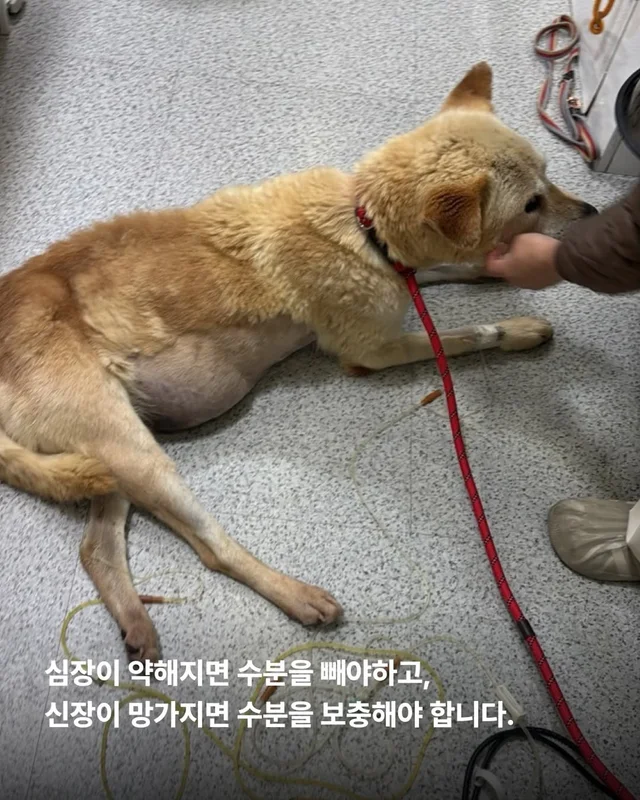 복수를 빼고, 차오르고, 또 빼고... #위액트영지 현장 사진