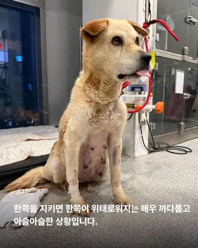 복수를 빼고, 차오르고, 또 빼고... #위액트영지 현장 사진