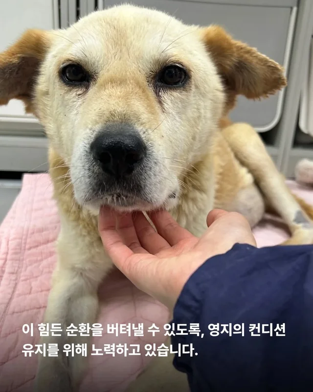 복수를 빼고, 차오르고, 또 빼고... #위액트영지 현장 사진
