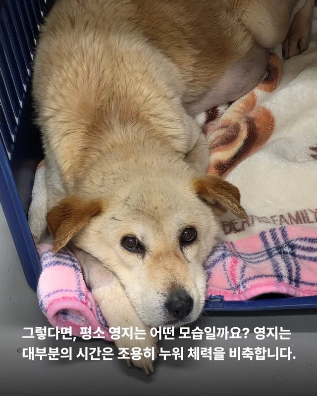 복수를 빼고, 차오르고, 또 빼고... #위액트영지 현장 사진