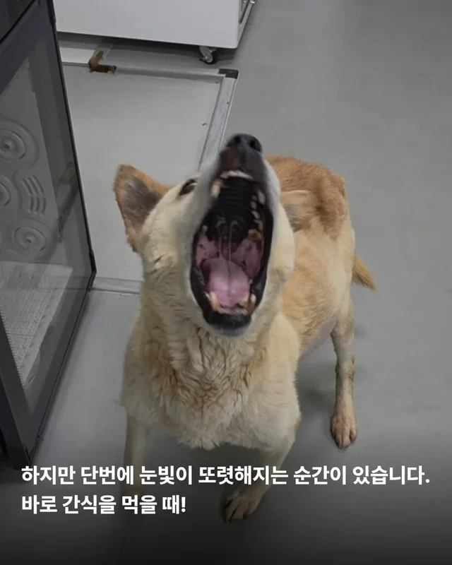 복수를 빼고, 차오르고, 또 빼고... #위액트영지 현장 사진