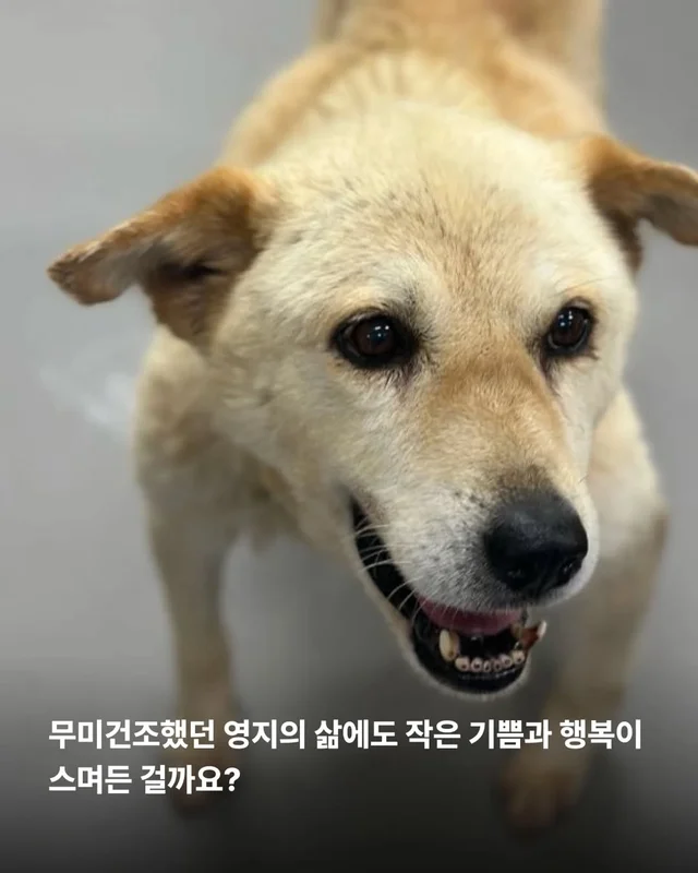 복수를 빼고, 차오르고, 또 빼고... #위액트영지 현장 사진