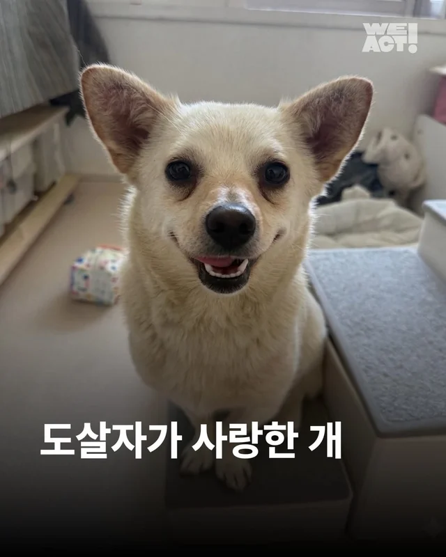 도살자가 사랑한 개 현장 사진